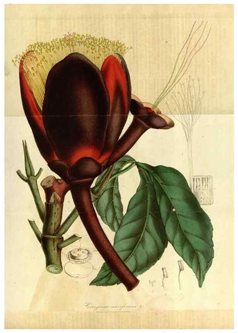 Reproducción/Reproduction 49491819998: Flore des serres et des jardins de l'Europe. A Gand :chez Louis van Houtte, eÌditeur,1845-1880.. 