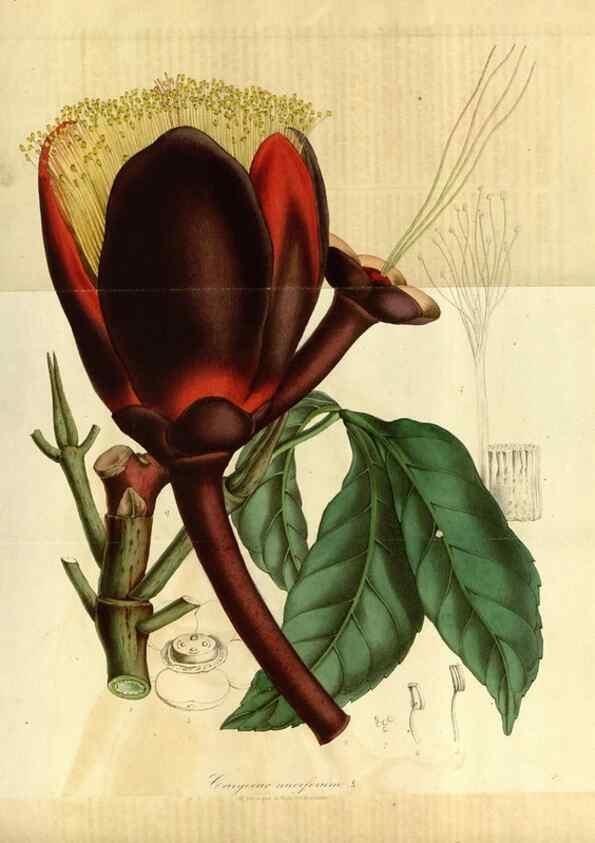 Reproducción/Reproduction 49491819998: Flore des serres et des jardins de l'Europe. A Gand :chez Louis van Houtte, eÌditeur,1845-1880.. 