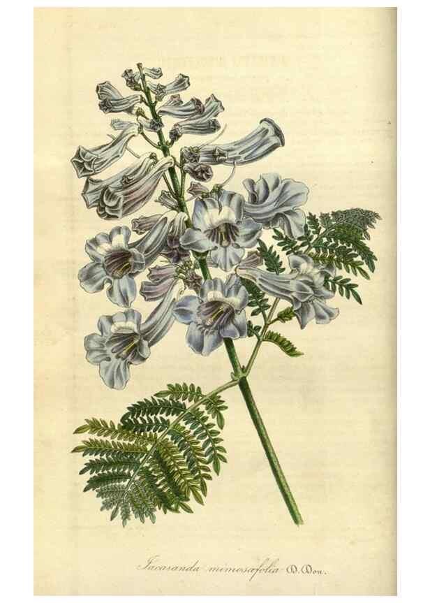 Reproducción/Reproduction 49491820343: Flore des serres et des jardins de l'Europe. A Gand :chez Louis van Houtte, eÌditeur,1845-1880.. 