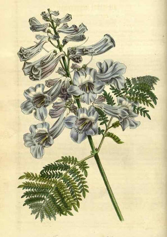 Reproducción/Reproduction 49491820343: Flore des serres et des jardins de l'Europe. A Gand :chez Louis van Houtte, eÌditeur,1845-1880.. 