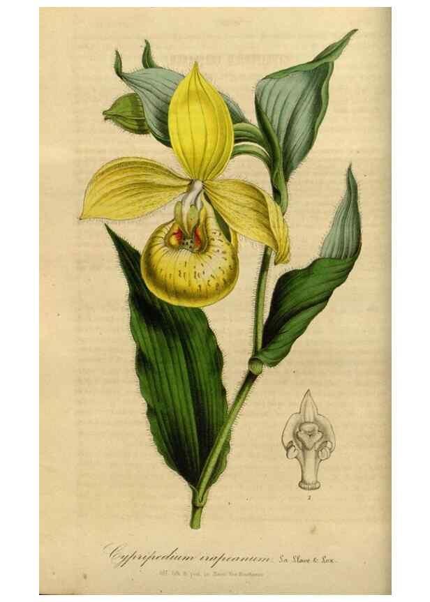 Reproducción/Reproduction 49491820678: Flore des serres et des jardins de l'Europe. A Gand :chez Louis van Houtte, eÌditeur,1845-1880.. 