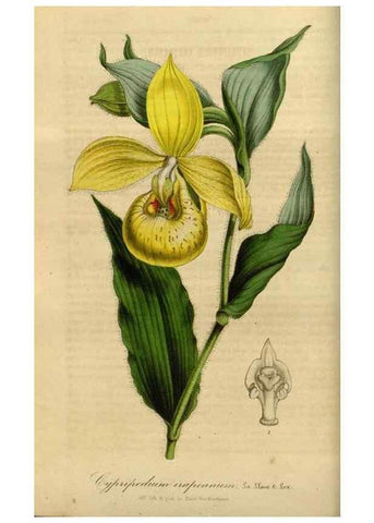 Reproducción/Reproduction 49491820678: Flore des serres et des jardins de l'Europe. A Gand :chez Louis van Houtte, eÌditeur,1845-1880.. 