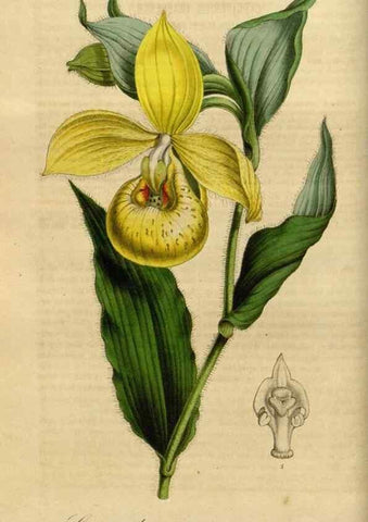 Reproducción/Reproduction 49491820678: Flore des serres et des jardins de l'Europe. A Gand :chez Louis van Houtte, eÌditeur,1845-1880.. 