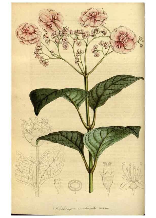 Reproducción/Reproduction 49491820923: Flore des serres et des jardins de l'Europe. A Gand :chez Louis van Houtte, eÌditeur,1845-1880.. 