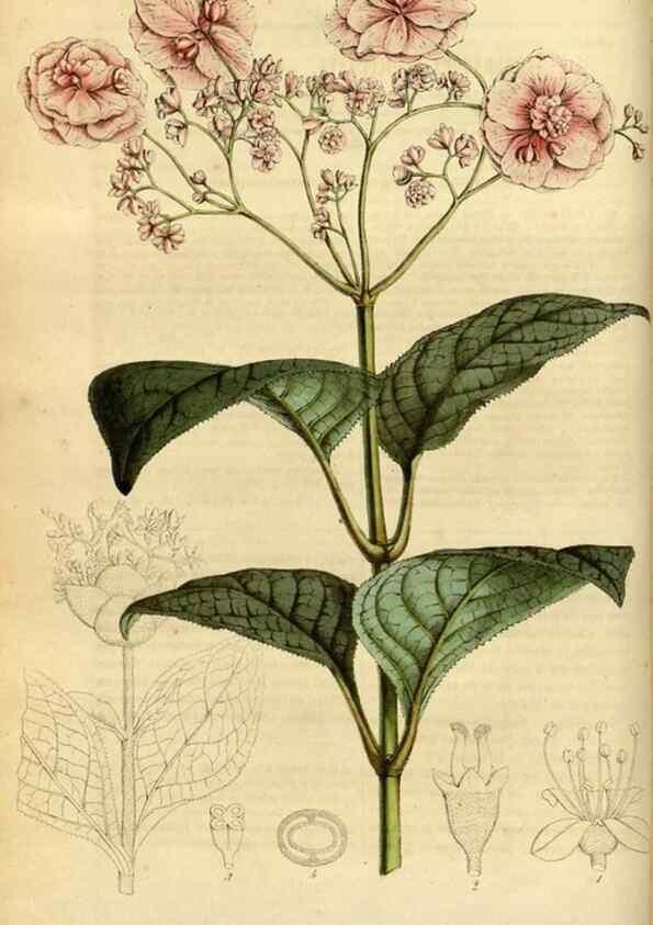 Reproducción/Reproduction 49491820923: Flore des serres et des jardins de l'Europe. A Gand :chez Louis van Houtte, eÌditeur,1845-1880.. 