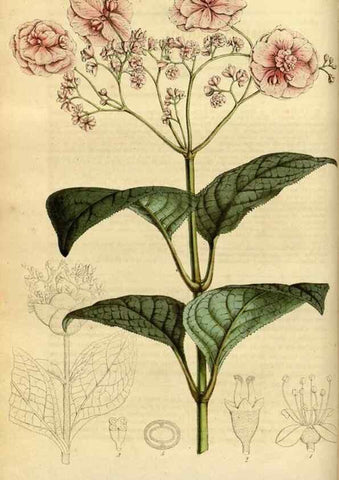Reproducción/Reproduction 49491820923: Flore des serres et des jardins de l'Europe. A Gand :chez Louis van Houtte, eÌditeur,1845-1880.. 