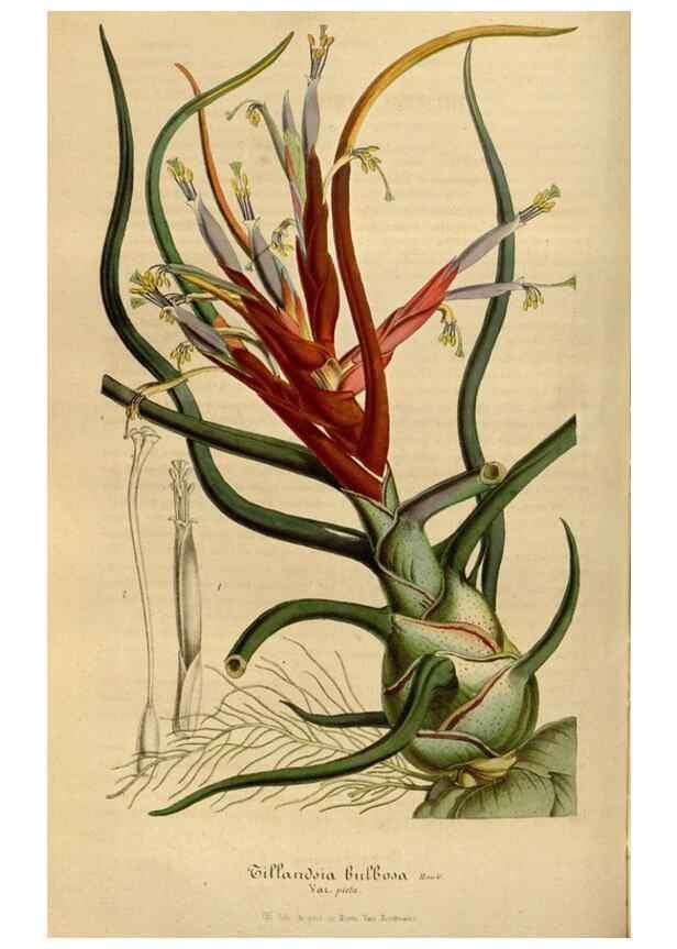 Reproducción/Reproduction 49492331626: Flore des serres et des jardins de l'Europe. A Gand :chez Louis van Houtte, eÌditeur,1845-1880.. 