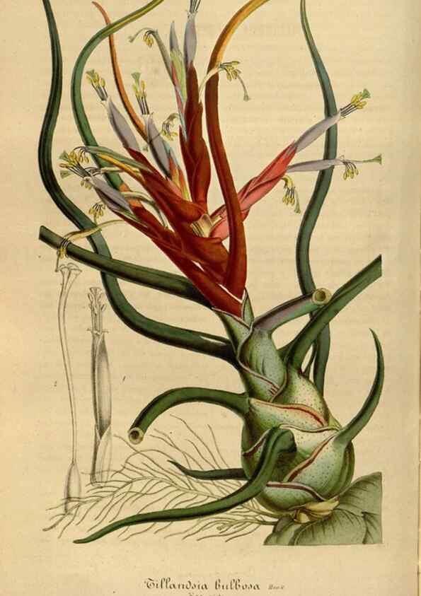 Reproducción/Reproduction 49492331626: Flore des serres et des jardins de l'Europe. A Gand :chez Louis van Houtte, eÌditeur,1845-1880.. 