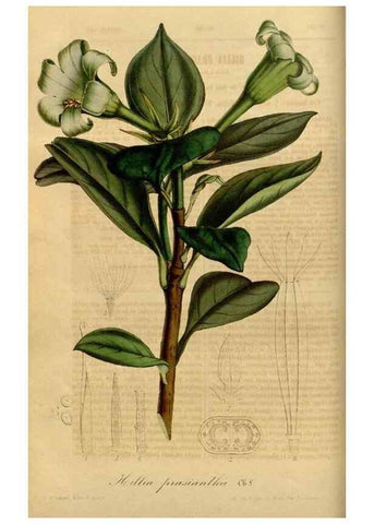 Reproducción/Reproduction 49492531782: Flore des serres et des jardins de l'Europe. A Gand :chez Louis van Houtte, eÌditeur,1845-1880.. 
