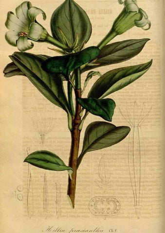 Reproducción/Reproduction 49492531782: Flore des serres et des jardins de l'Europe. A Gand :chez Louis van Houtte, eÌditeur,1845-1880.. 