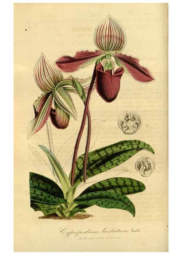Reproducción/Reproduction 49492323891: Flore des serres et des jardins de l'Europe. A Gand :chez Louis van Houtte, eÌditeur,1845-1880.. 