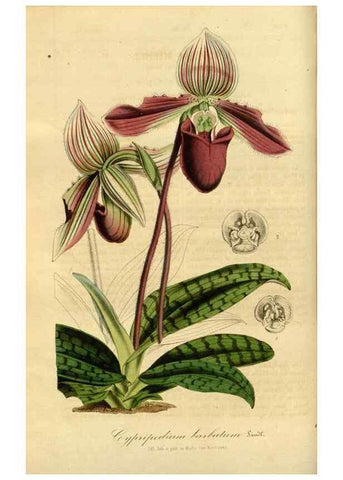 Reproducción/Reproduction 49492323891: Flore des serres et des jardins de l'Europe. A Gand :chez Louis van Houtte, eÌditeur,1845-1880.. 