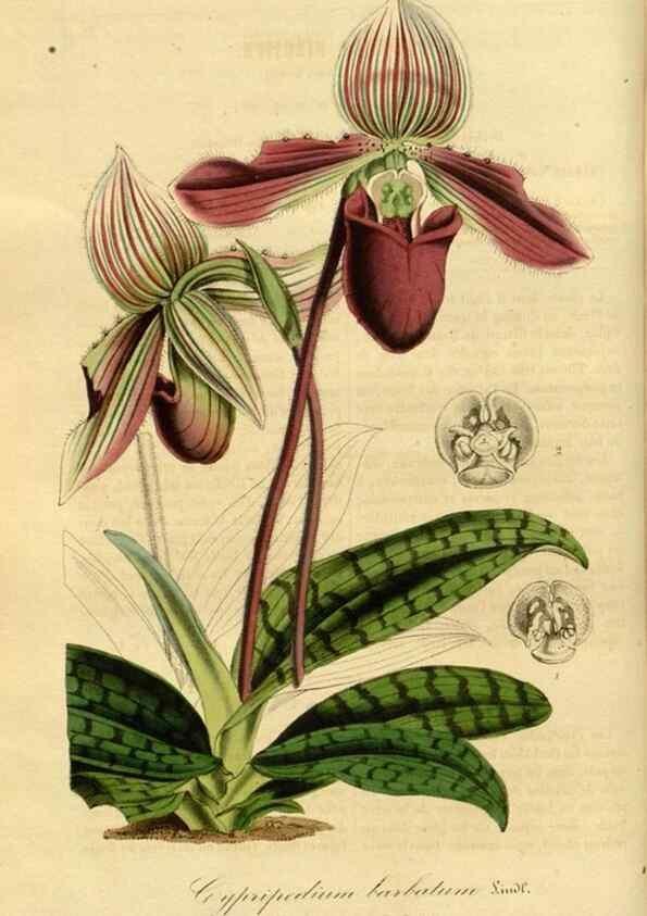 Reproducción/Reproduction 49492323891: Flore des serres et des jardins de l'Europe. A Gand :chez Louis van Houtte, eÌditeur,1845-1880.. 