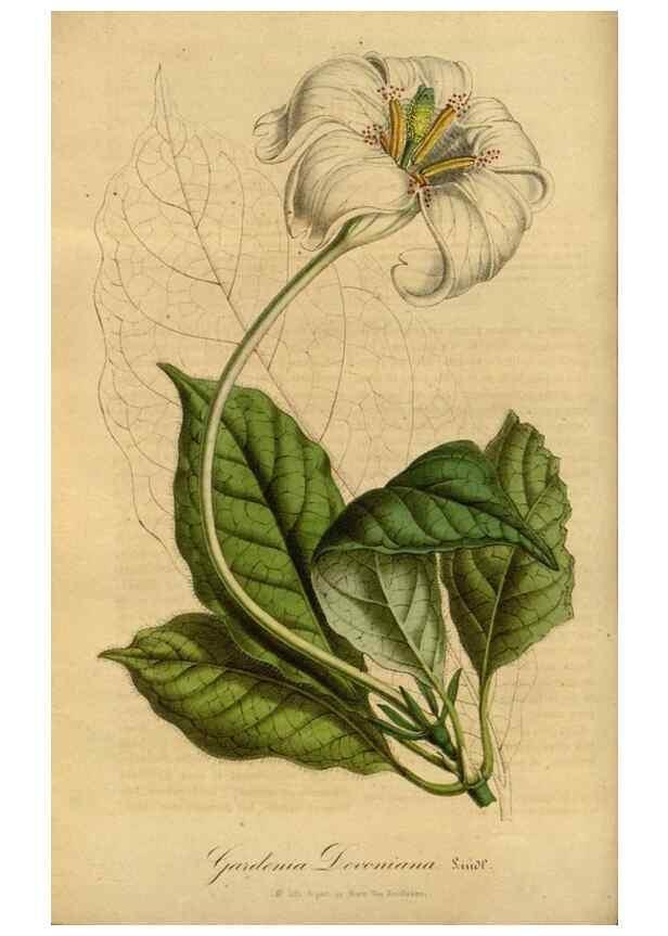 Reproducción/Reproduction 49491821808: Flore des serres et des jardins de l'Europe. A Gand :chez Louis van Houtte, eÌditeur,1845-1880.. 