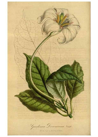 Reproducción/Reproduction 49491821808: Flore des serres et des jardins de l'Europe. A Gand :chez Louis van Houtte, eÌditeur,1845-1880.. 
