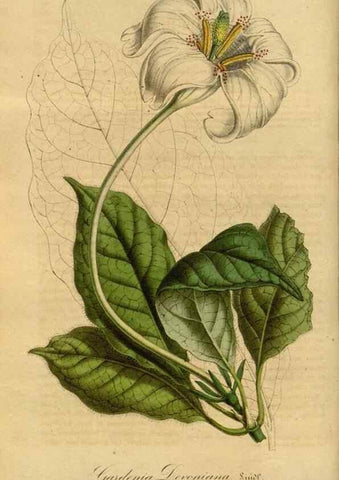 Reproducción/Reproduction 49491821808: Flore des serres et des jardins de l'Europe. A Gand :chez Louis van Houtte, eÌditeur,1845-1880.. 