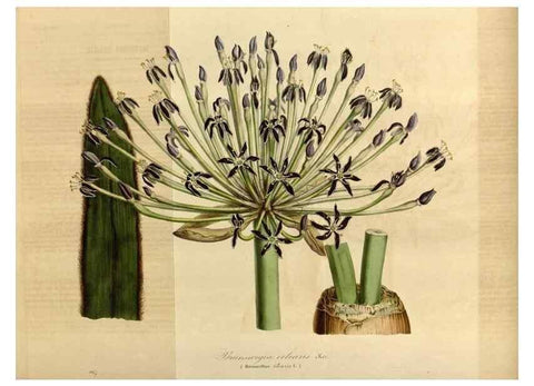 Reproducción/Reproduction 49491822043: Flore des serres et des jardins de l'Europe. A Gand :chez Louis van Houtte, eÌditeur,1845-1880.. 