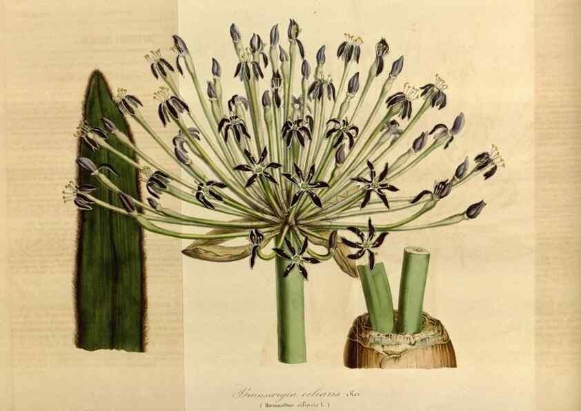 Reproducción/Reproduction 49491822043: Flore des serres et des jardins de l'Europe. A Gand :chez Louis van Houtte, eÌditeur,1845-1880.. 