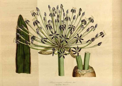 Reproducción/Reproduction 49491822043: Flore des serres et des jardins de l'Europe. A Gand :chez Louis van Houtte, eÌditeur,1845-1880.. 