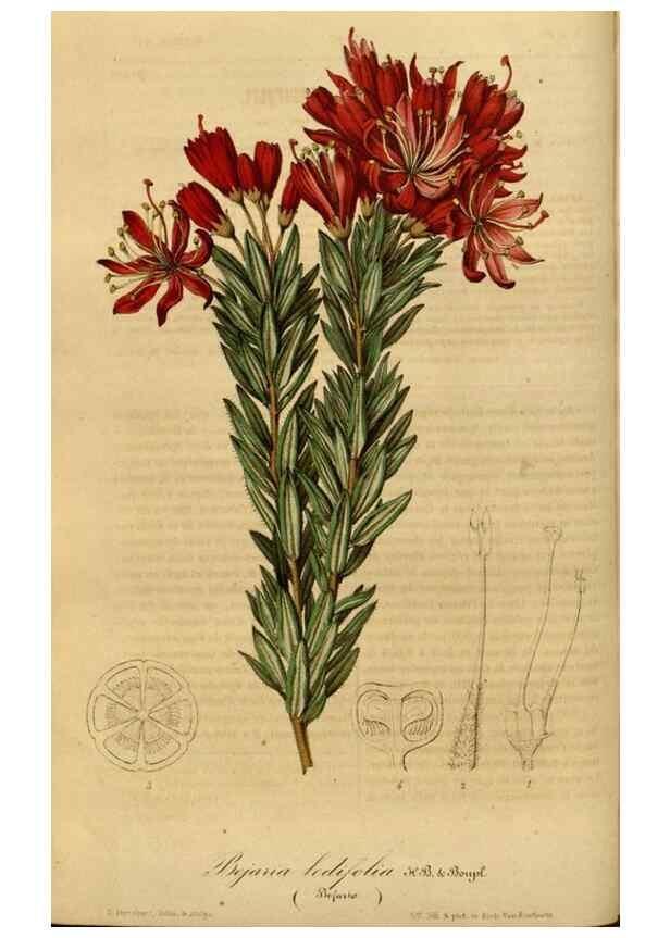 Reproducción/Reproduction 49491822283: Flore des serres et des jardins de l'Europe. A Gand :chez Louis van Houtte, eÌditeur,1845-1880.. 