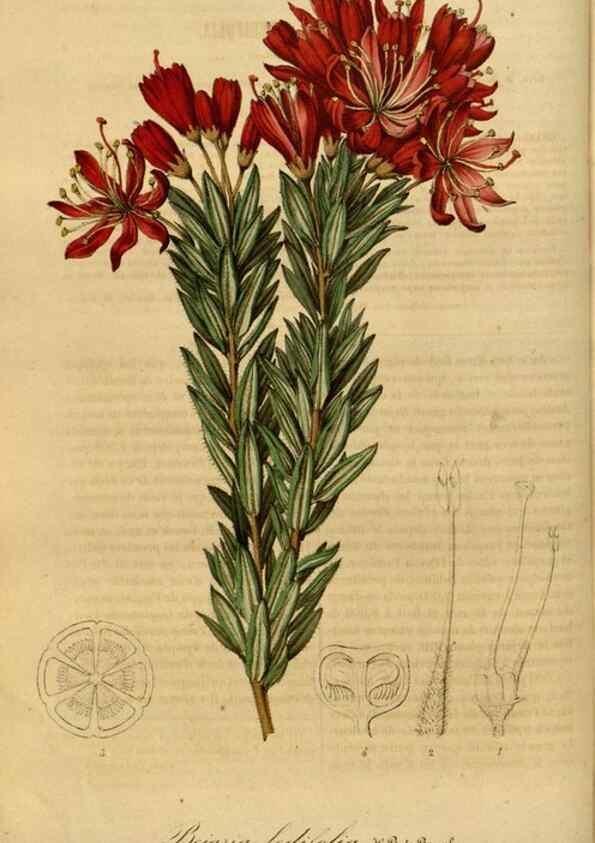 Reproducción/Reproduction 49491822283: Flore des serres et des jardins de l'Europe. A Gand :chez Louis van Houtte, eÌditeur,1845-1880.. 