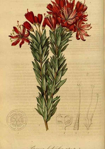 Reproducción/Reproduction 49491822283: Flore des serres et des jardins de l'Europe. A Gand :chez Louis van Houtte, eÌditeur,1845-1880.. 
