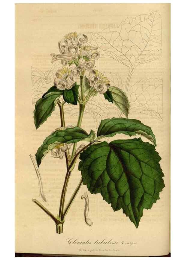 Reproducción/Reproduction 49491822648: Flore des serres et des jardins de l'Europe. A Gand :chez Louis van Houtte, eÌditeur,1845-1880.. 