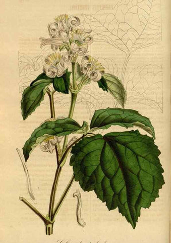 Reproducción/Reproduction 49491822648: Flore des serres et des jardins de l'Europe. A Gand :chez Louis van Houtte, eÌditeur,1845-1880.. 