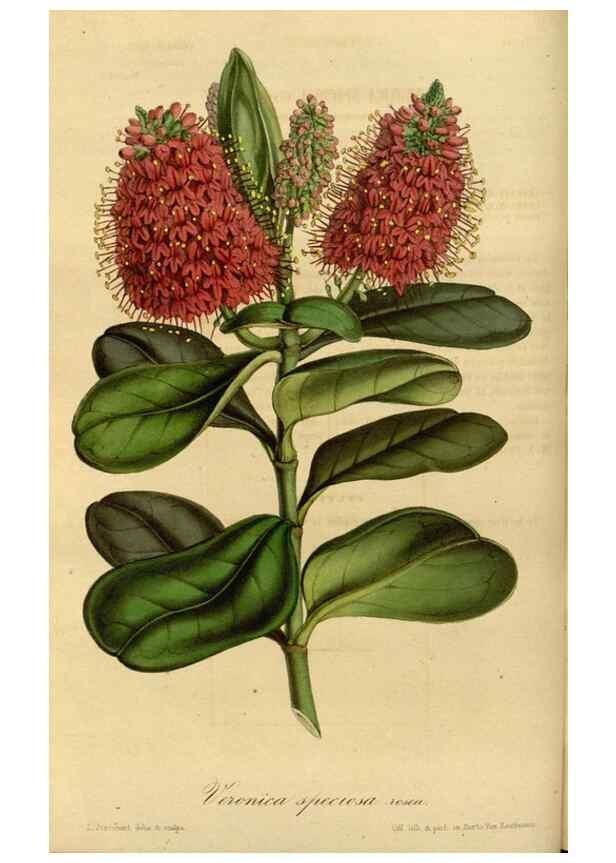 Reproducción/Reproduction 49491823023: Flore des serres et des jardins de l'Europe. A Gand :chez Louis van Houtte, eÌditeur,1845-1880.. 