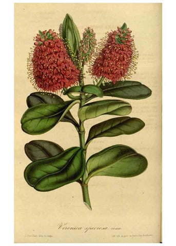Reproducción/Reproduction 49491823023: Flore des serres et des jardins de l'Europe. A Gand :chez Louis van Houtte, eÌditeur,1845-1880.. 