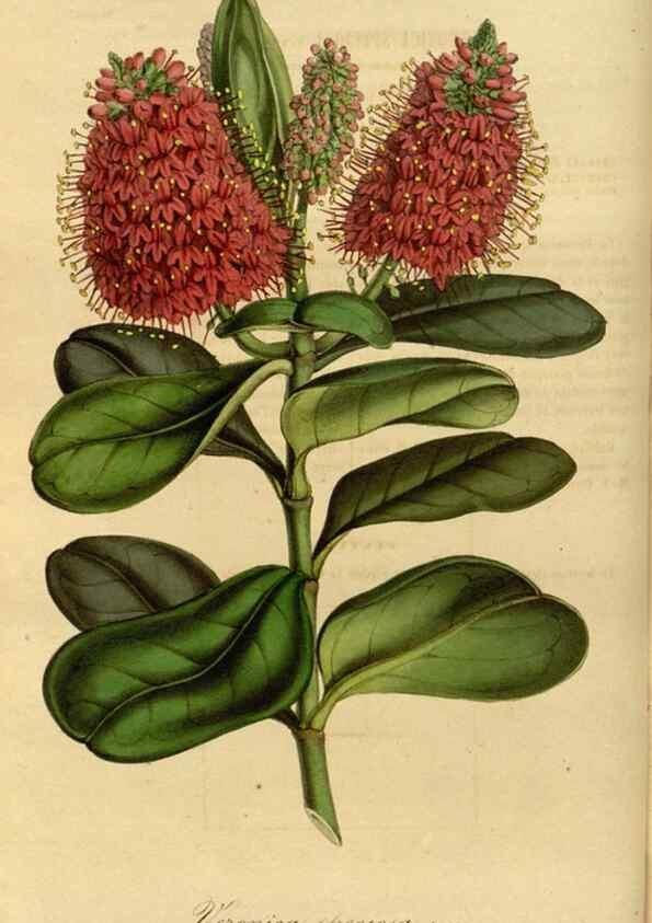 Reproducción/Reproduction 49491823023: Flore des serres et des jardins de l'Europe. A Gand :chez Louis van Houtte, eÌditeur,1845-1880.. 