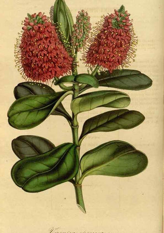 Reproducción/Reproduction 49491823023: Flore des serres et des jardins de l'Europe. A Gand :chez Louis van Houtte, eÌditeur,1845-1880.. 