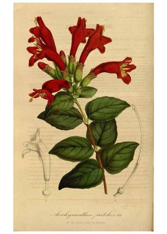 Reproducción/Reproduction 49492534092: Flore des serres et des jardins de l'Europe. A Gand :chez Louis van Houtte, eÌditeur,1845-1880.. 