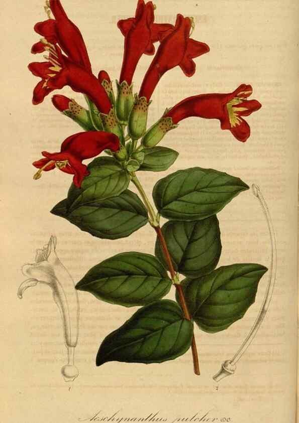 Reproducción/Reproduction 49492534092: Flore des serres et des jardins de l'Europe. A Gand :chez Louis van Houtte, eÌditeur,1845-1880.. 