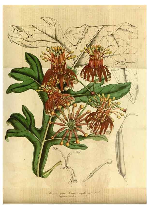 Reproducción/Reproduction 49491821368: Flore des serres et des jardins de l'Europe. A Gand :chez Louis van Houtte, eÌditeur,1845-1880.. 