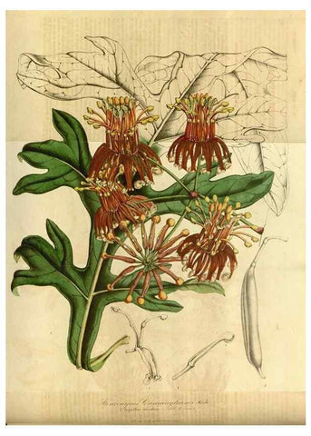 Reproducción/Reproduction 49491821368: Flore des serres et des jardins de l'Europe. A Gand :chez Louis van Houtte, eÌditeur,1845-1880.. 