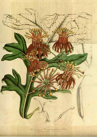 Reproducción/Reproduction 49491821368: Flore des serres et des jardins de l'Europe. A Gand :chez Louis van Houtte, eÌditeur,1845-1880.. 