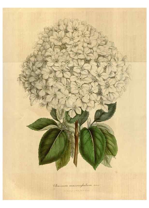 Reproducción/Reproduction 49492553227: Flore des serres et des jardins de l'Europe. A Gand :chez Louis van Houtte, eÌditeur,1845-1880.. 