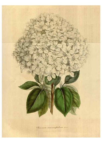 Reproducción/Reproduction 49492553227: Flore des serres et des jardins de l'Europe. A Gand :chez Louis van Houtte, eÌditeur,1845-1880.. 