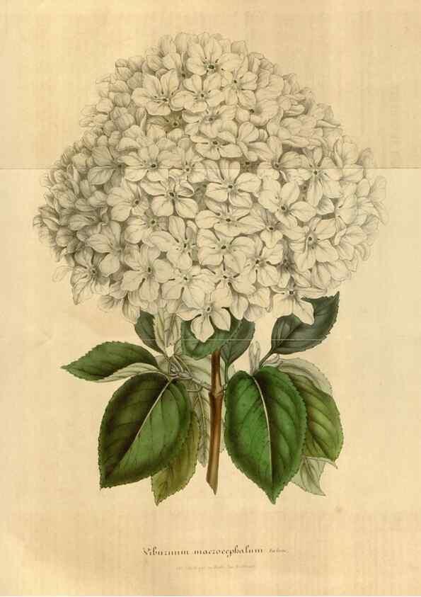 Reproducción/Reproduction 49492553227: Flore des serres et des jardins de l'Europe. A Gand :chez Louis van Houtte, eÌditeur,1845-1880.. 