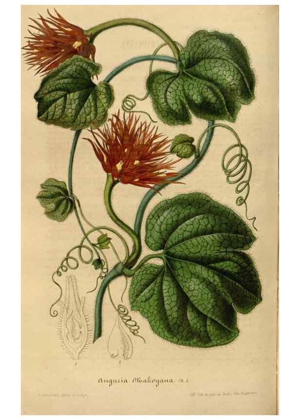 Reproducción/Reproduction 49492540882: Flore des serres et des jardins de l'Europe. A Gand :chez Louis van Houtte, eÌditeur,1845-1880.. 