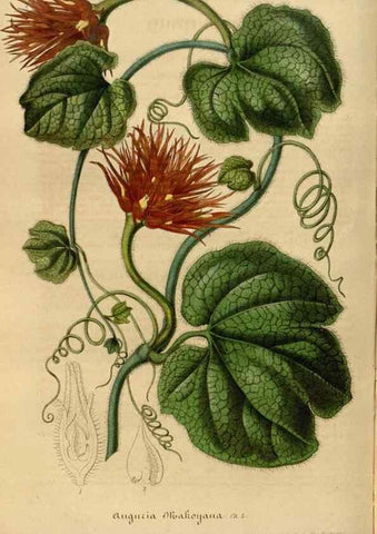 Reproducción/Reproduction 49492540882: Flore des serres et des jardins de l'Europe. A Gand :chez Louis van Houtte, eÌditeur,1845-1880.. 