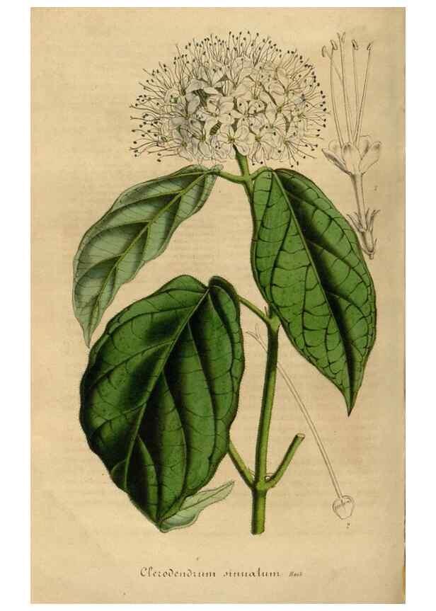 Reproducción/Reproduction 49492332791: Flore des serres et des jardins de l'Europe. A Gand :chez Louis van Houtte, eÌditeur,1845-1880.. 