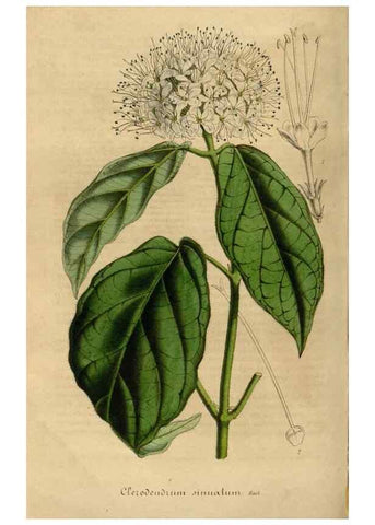 Reproducción/Reproduction 49492332791: Flore des serres et des jardins de l'Europe. A Gand :chez Louis van Houtte, eÌditeur,1845-1880.. 