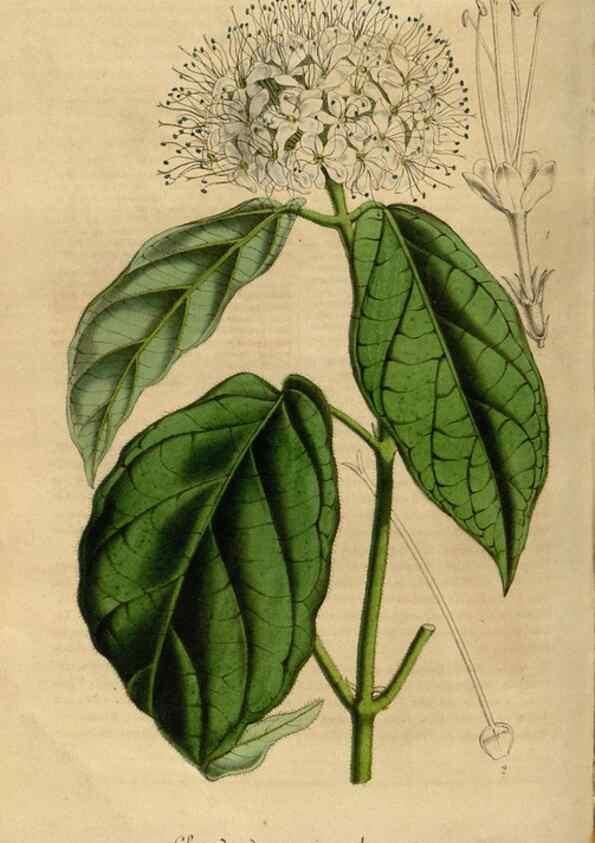 Reproducción/Reproduction 49492332791: Flore des serres et des jardins de l'Europe. A Gand :chez Louis van Houtte, eÌditeur,1845-1880.. 