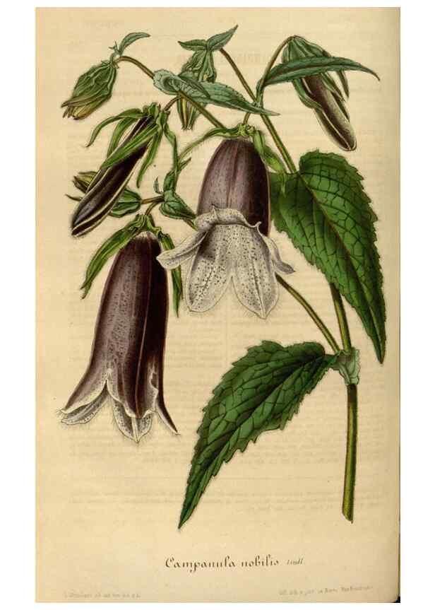 Reproducción/Reproduction 49492548342: Flore des serres et des jardins de l'Europe. A Gand :chez Louis van Houtte, eÌditeur,1845-1880.. 