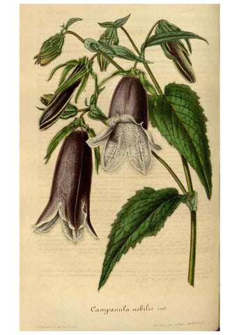 Reproducción/Reproduction 49492548342: Flore des serres et des jardins de l'Europe. A Gand :chez Louis van Houtte, eÌditeur,1845-1880.. 