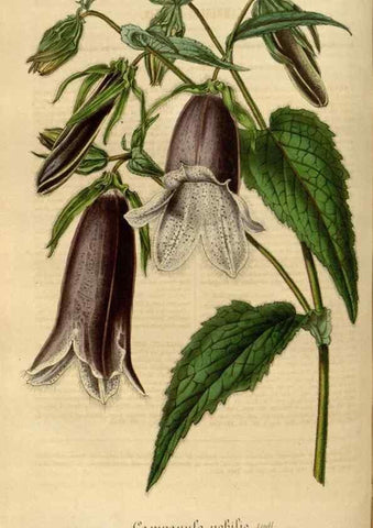 Reproducción/Reproduction 49492548342: Flore des serres et des jardins de l'Europe. A Gand :chez Louis van Houtte, eÌditeur,1845-1880.. 