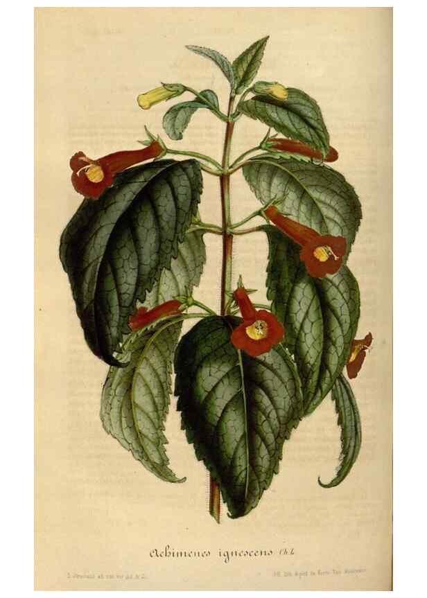 Reproducción/Reproduction 49491837653: Flore des serres et des jardins de l'Europe. A Gand :chez Louis van Houtte, eÌditeur,1845-1880.. 