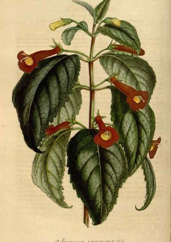 Reproducción/Reproduction 49491837653: Flore des serres et des jardins de l'Europe. A Gand :chez Louis van Houtte, eÌditeur,1845-1880.. 